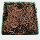 regnorm i kasse med 1 liter